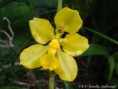 /album/fotogaleria-fotos/orquidea-p-san-fco-de-sigsipamba-jpg/